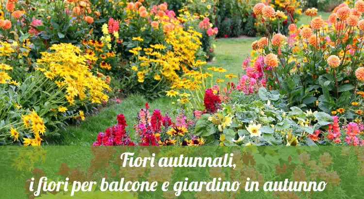 Fiori autunnali per giardino e balcone.