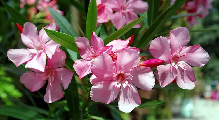 Fiori di oleandro.