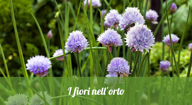 I fiori che crescono nell'orto.