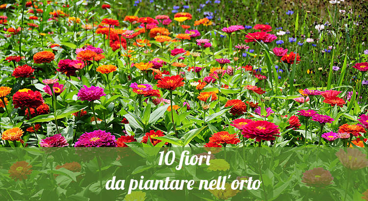 La zinnia è uno dei 10 fiori da piantare nell'orto.