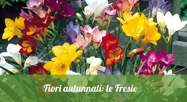 fiori autunnali, le Fresie.