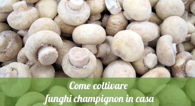 Coltivare i funghi champignon in casa è facile.