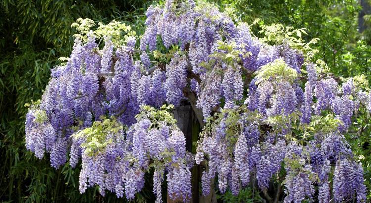 Un bellissima pianta di glicine in fiore.