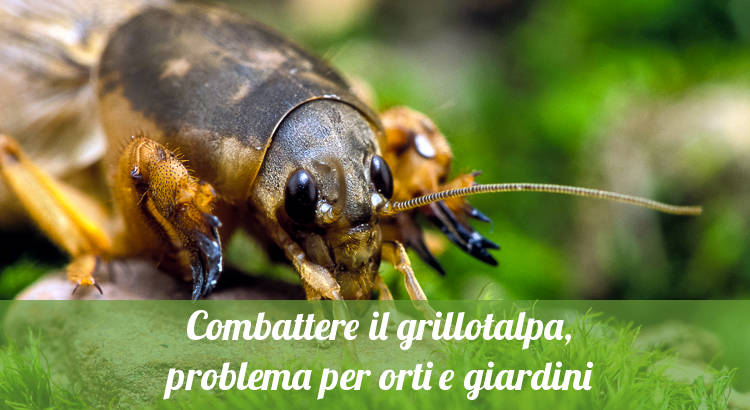 Combattere il grillotalpa.