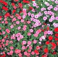 Fiori di impatiens walleriana.