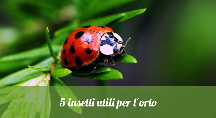 Coccinelle, insetti utili contro gli afidi.