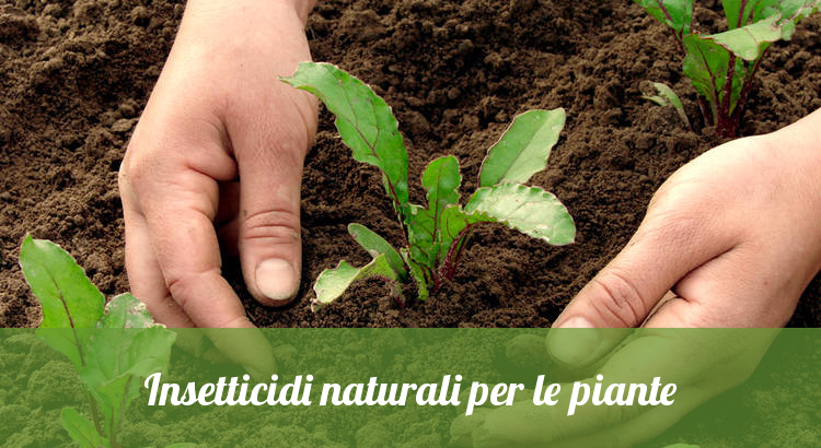 Rimedi naturali contro i parassiti delle piante.