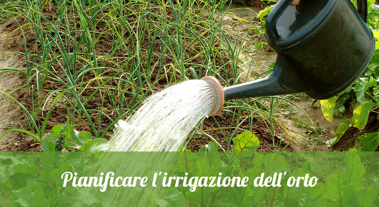 Irrigare orto con innaffiatoio.