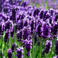 Pianta di lavanda, colorata e profumata.