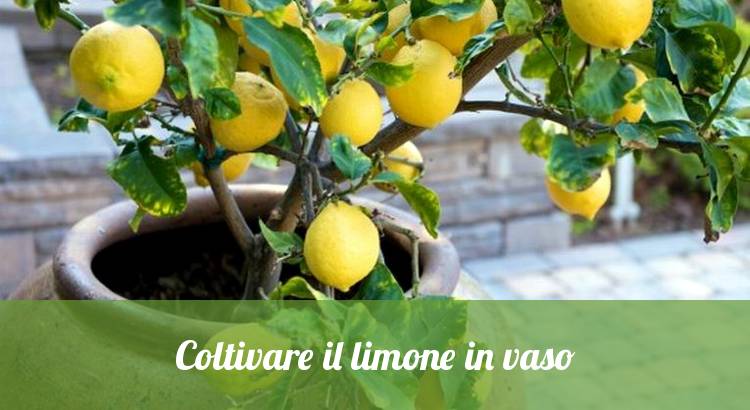 Come coltivare il limone in vaso in casa.