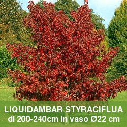 Liquidambar, albero a foglie caduche simile all'acero.