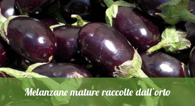 Melanzane mature coltivate nell'orto.