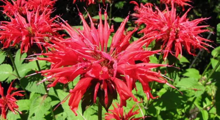 Monarda in fiore.