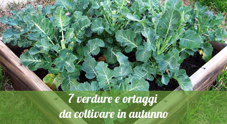 7 Verdure E Ortaggi Da Coltivare In Autunno Orto24