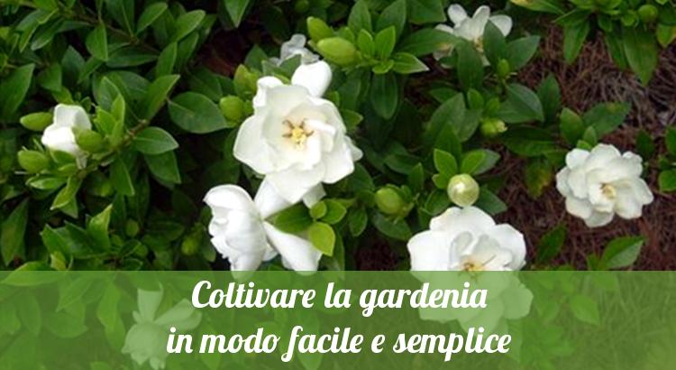 Coltivare la gardenia.