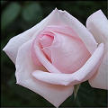 Pianta di rosa di colore rosa da piantare.