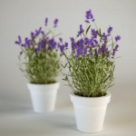 Pianta di lavanda in vaso.