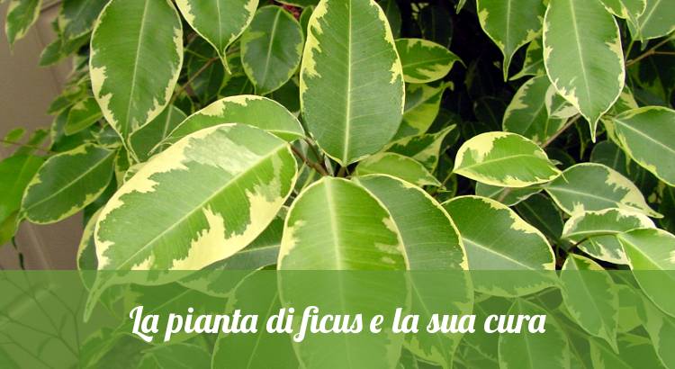 Pianta di ficus, come curarla.