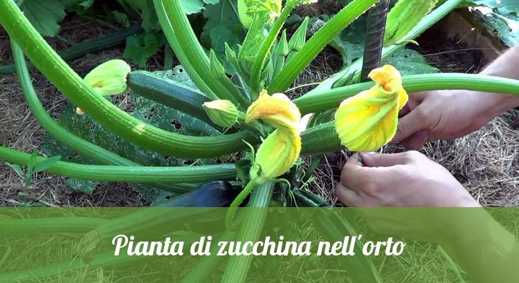 Pianta di zucchina con fiori coltivata in orto.