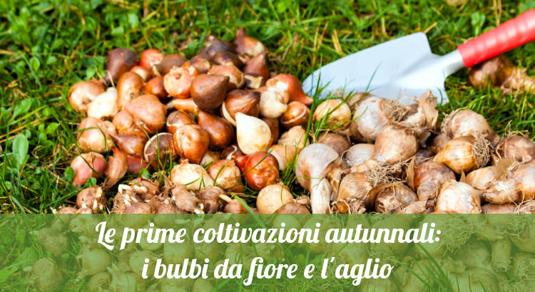 Coltivazioni autunnali: bulbi e aglio.