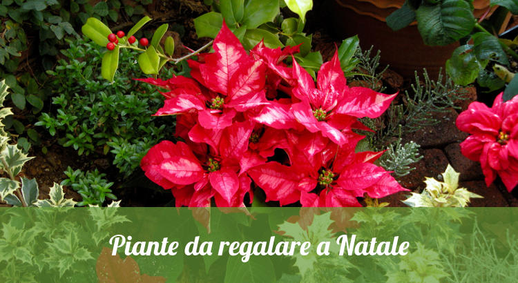 Le piante da regalare per Natale.