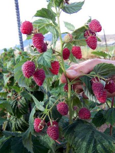 Piante di lamponi coltivate in casa.