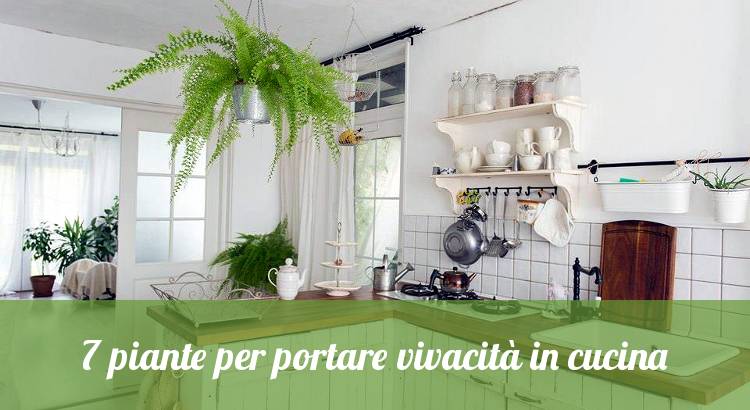 7 piante per decorare la cucina.