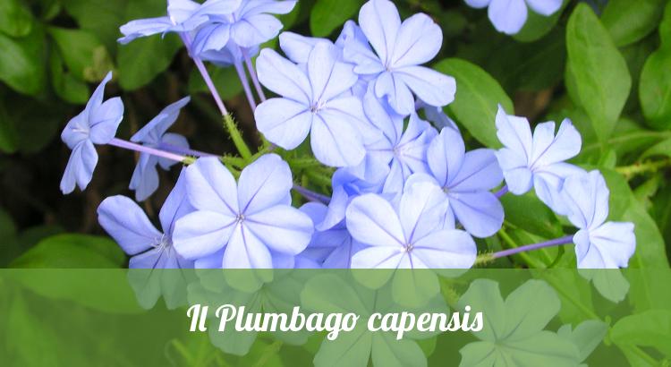 Plumbago capensis.