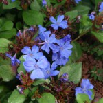 Plumbago a fiori blu.