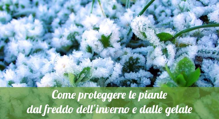 Proteggere le piante in inverno dalle gelate.