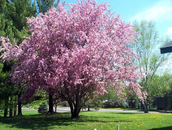 Mirabolano ornamentale, prunus cerasifera.