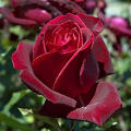 Pianta di rosa rosso vellutato.
