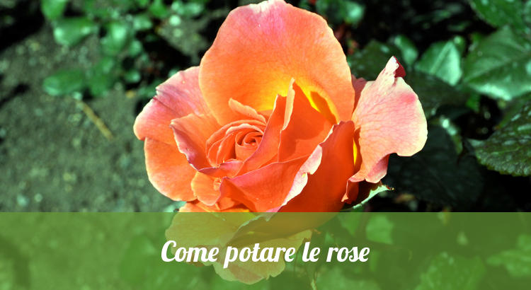 Potare le rose.