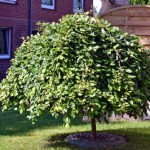 Albero di Salice Pendulo.