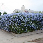 Siepe di plumbago.