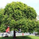 Sofora pendula o sofora del Giappone.