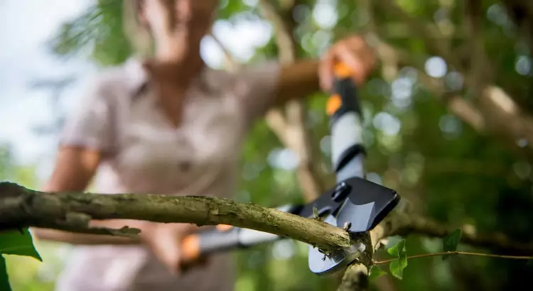 Tagliarami telescopico per lavori di potatura nel giardinaggio.