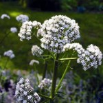 Valeriana per dormire meglio.