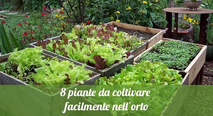 Verdure e ortaggi da coltivare facilmente in orto.