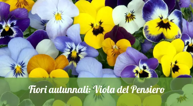 Fiori autunnali: la viola del pensiero.