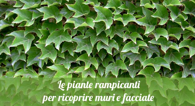 Le Piante Rampicanti Per Ricoprire Muri E Facciate Orto24