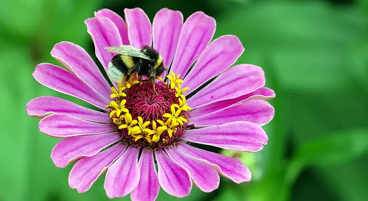 Fiore di Zinnia elegans.